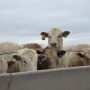 Cattle markets began November pushing higher.