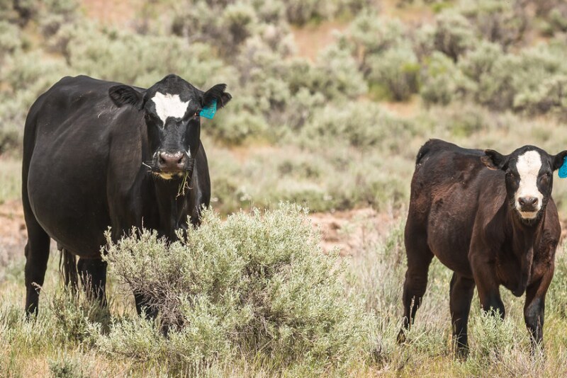 BLM grazing