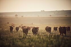 Drought cows