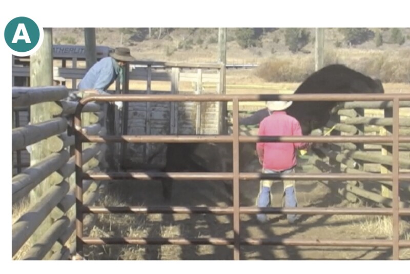 In Figure A (above), we see a calf that was being forced into a waiting trailer go totally off-line and flip into survival mode. What if that $1,000 calf had broken a leg? 