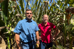Showing up as black speckled dots on plant leaves, tar spot has the potential of severely reducing yield, with some reported losses of 20 bu. to up to 100 bu, per acre. 