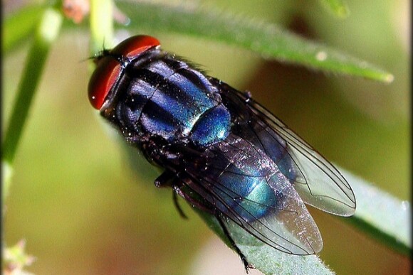 Secondary Screwworm Fly