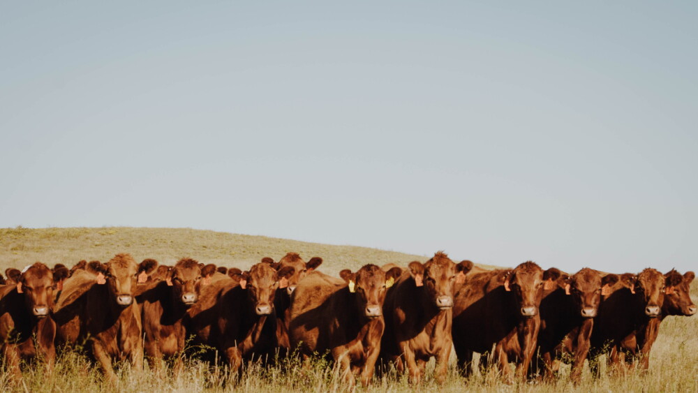 Cows