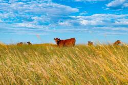 Nebraska Sand Hills