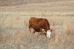 It is interesting to see that under very different conditions and nearly three decades later, we often see similar results from our research on native grass forages. 