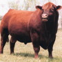 Red Angus Bull