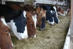 Cows0295