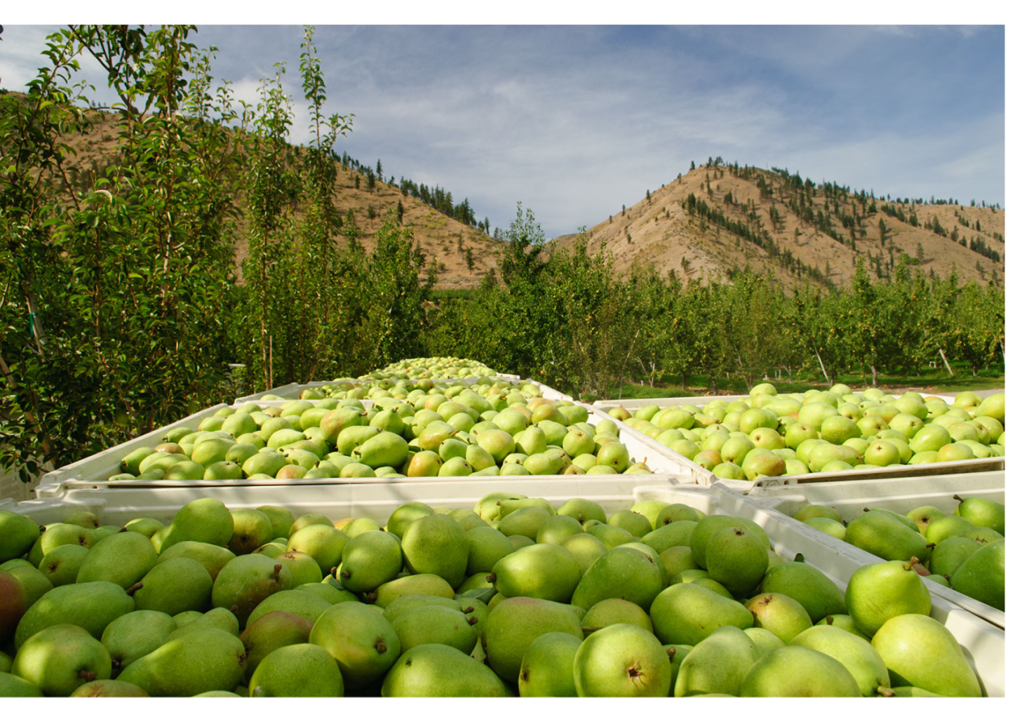 Stemilt Pears.png