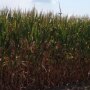 illinois corn crop tour 2013