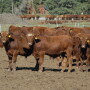 Red Angus dry lot calves