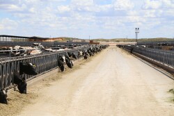 High Plains Dairy Conference