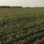 The 2016 off-target dicamba epicenter was in the Mid-South, but growers recorded incidents in a wide belt of states, including soybean damage in Indiana.