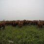 BT_GoPro_Red_Angus_Stockers