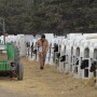 When used correctly, ionophores can be highly effective in preventing scours caused by coccidia in pre- and post-weaned dairy calves.