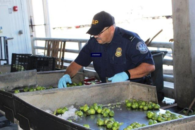 A CBP agriculture specialist examines a lime shipment at the Pharr (Texas) International Bridge.