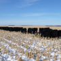 cattle_on_cornstalks