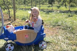 Emmelia Sakelaris, 5, snacks on an apple after she fills her bag Oct. 3, at the Eastern Produce Council's 6th annual Joe DeLorenzo Family Apple-Picking Event at Melick's Cider Mill and Orchard, Oldwick, N.J.