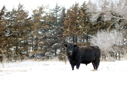bull - hannah smith.jpg