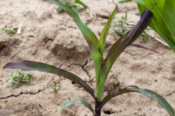 Purple corn seedlings
