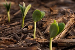 soybean_emerge.jpg