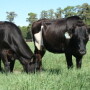 t 85 heifers grazing