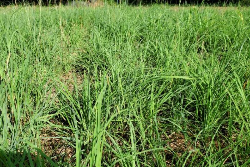 Big Bluestem