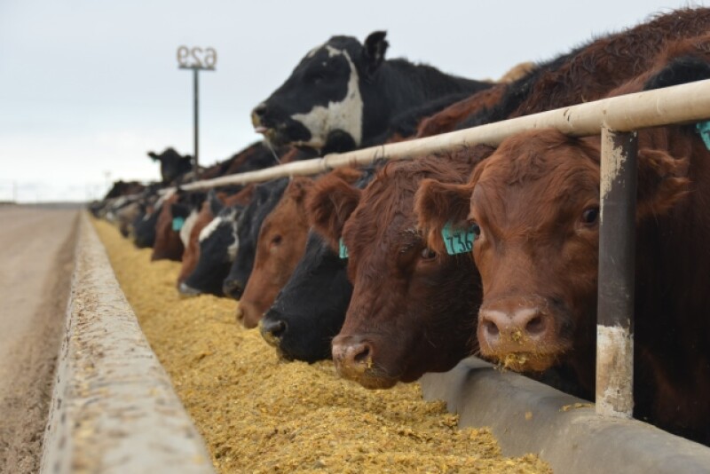 Cattle on feed