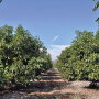 Feedback on the quality of avocados from Mexico this summer has been “totally positive,” says Rob Wedin, vice president of sales and marketing for Calavo Growers Inc. Calavo’s volume of avocados from Mexico in August likely will be 50% greater than July’s, he says.
