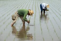 Japan_Rice_Planting