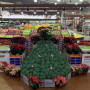 supermarket broccoli tree