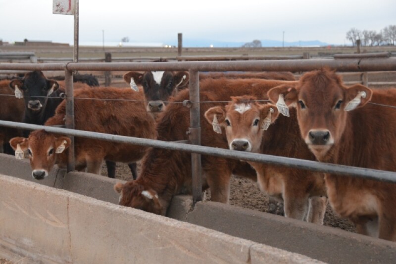 Trent Dado with GPS Consulting says it's going to be one of those years where producers have to bite the bullet and pay a little bit more for heifer feed.