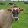 DT_Dairy_Cow_Grass
