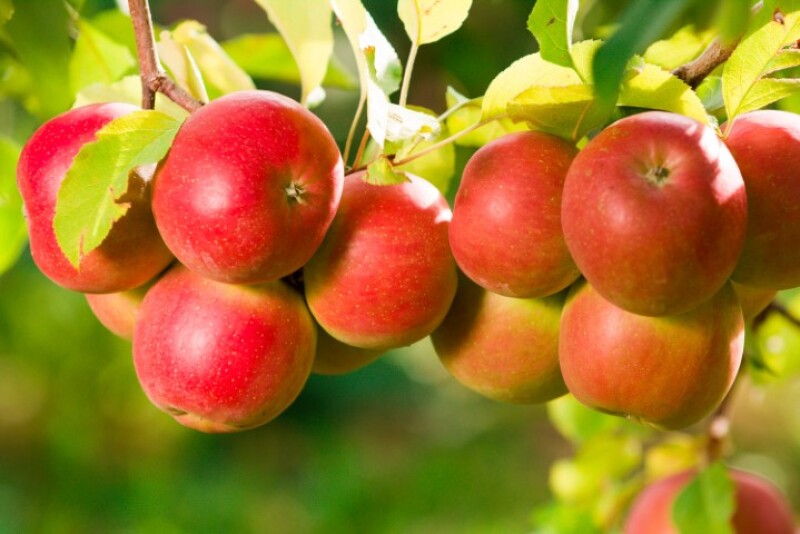 Fuji apples on tree