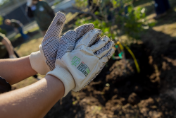 H-E-B Trees for Texans