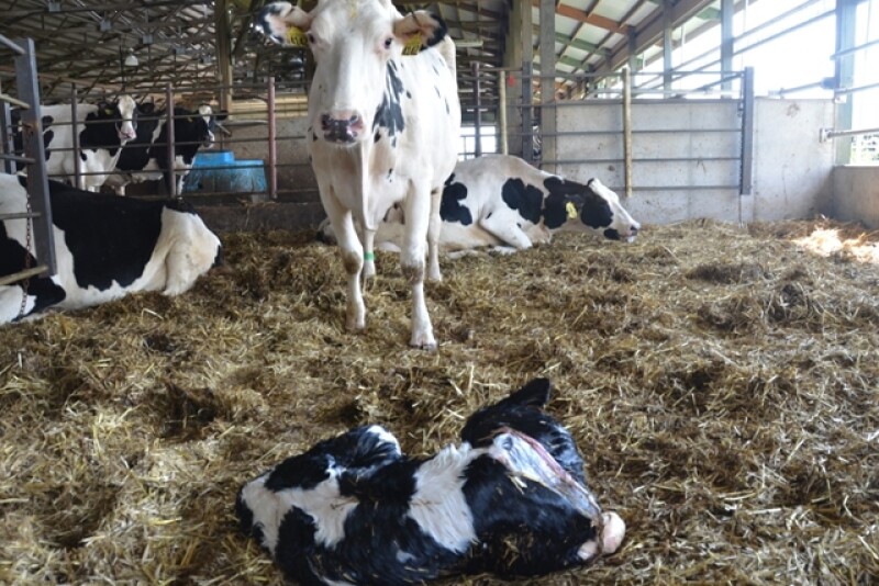 DT_Dairy_Calf_Calving