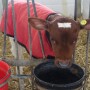 Dairy calf jacket