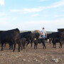 BT_Cow_Calf_Pen