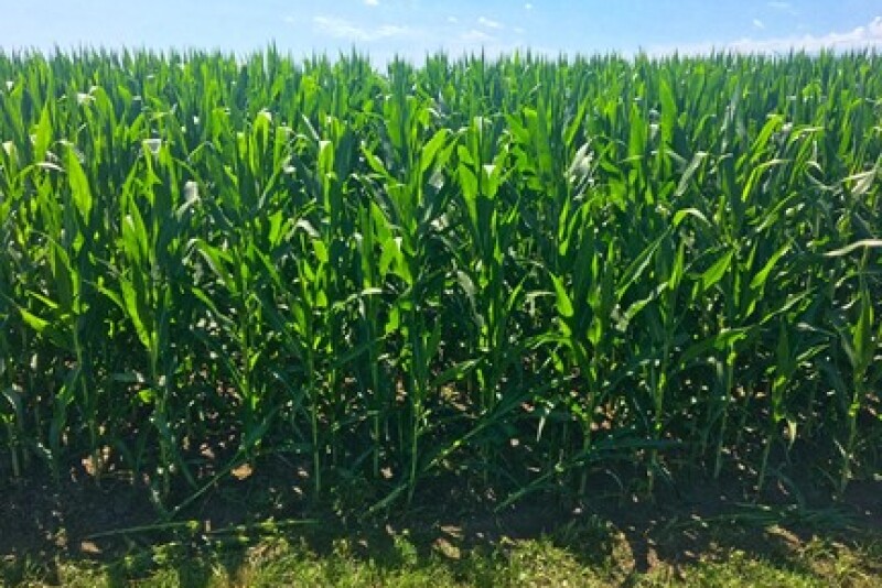 I took this photo two months after the test plot was planted with Pivot Bio PROVEN™. Note the corn is beginning to tassel.”   