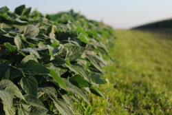 Early morning soybeans in July.