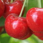 cherries