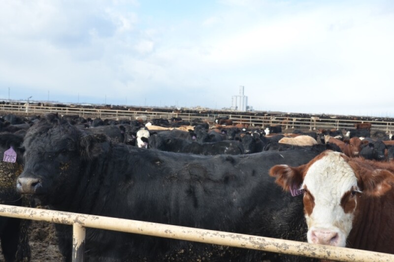 BT_Cattle_Beef_Feedlot