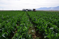 Baloian cauliflower