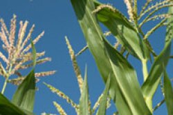corn-tassel.jpg