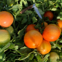 Compact tomatoes developed by the University of Florida