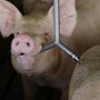 Pig Drinking