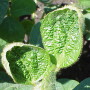 BASF anticipates EPA will re-approve dicamba with a new label soon.