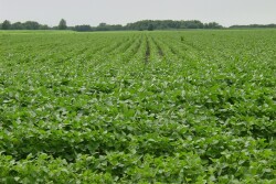 soybean field