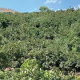 Temecula, Calif.-based Eco Farms received its first Peruvian fruit in late April, but significant volume will be available in the marketplace from early June into August, says Gahl Crane, sales director.