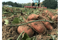 Consumers across Europe continue to embrace the benefits of sweet potatoes.