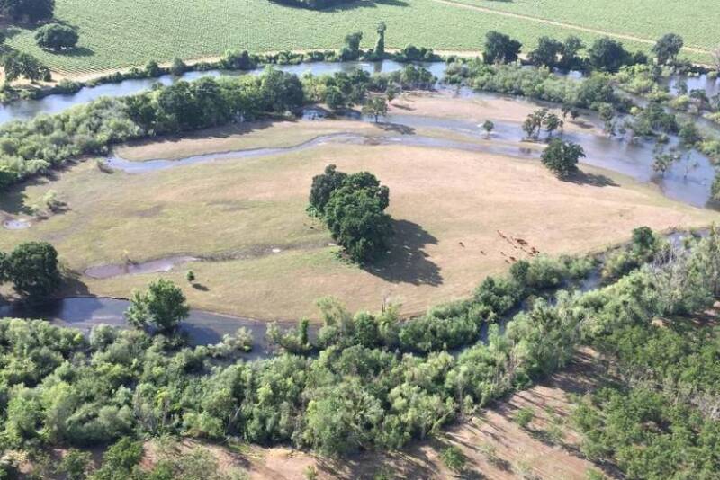 Cattle stranded by flooding in California are being fed with a helicopter. 